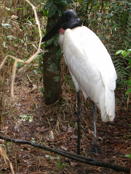 Ciconiiformes