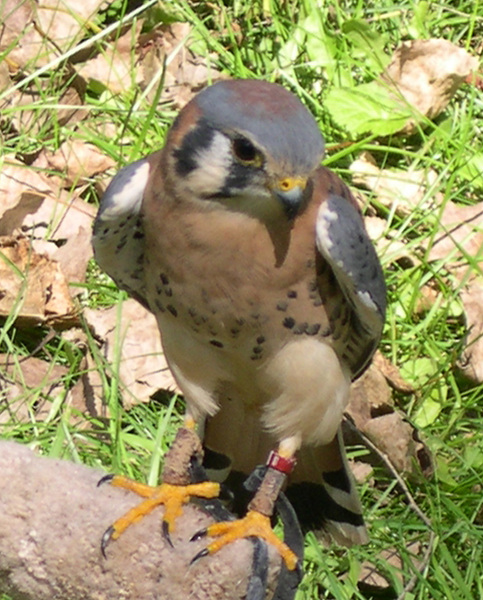 Falconiformes