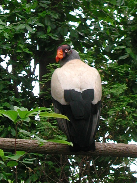 Falconiformes