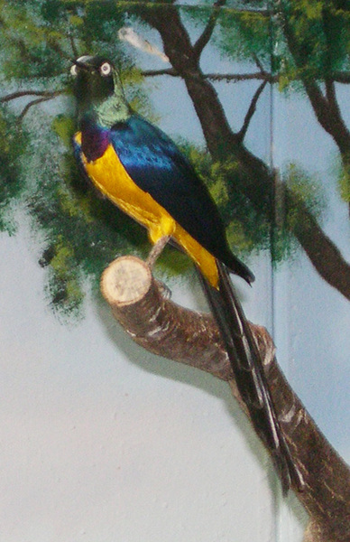 Lamprotornis regius