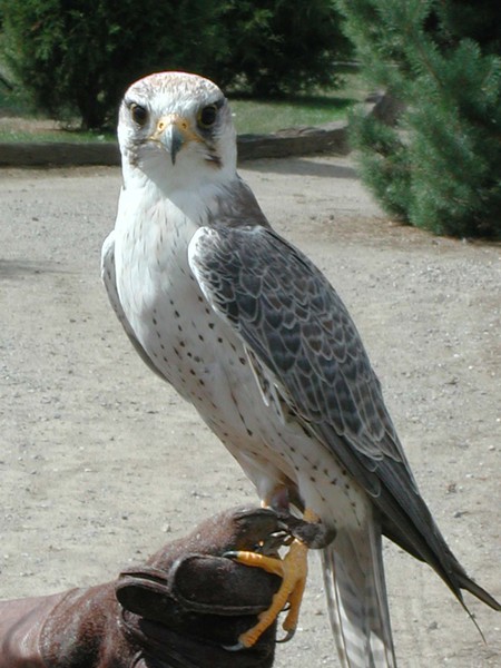 Falconinae