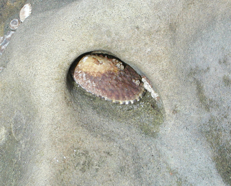 Gastropoda