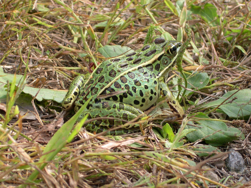 leopardfrog3