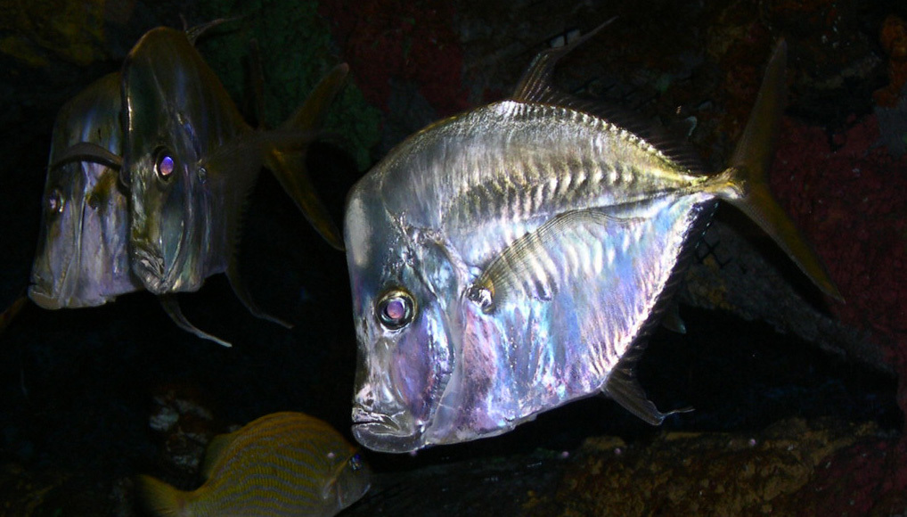 Euteleostomi