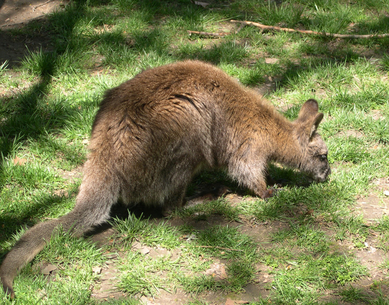 Macropodinae