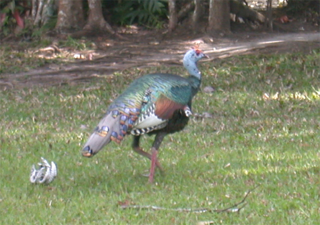 Galliformes