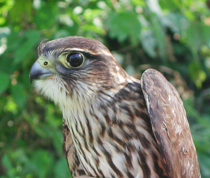 Falconidae