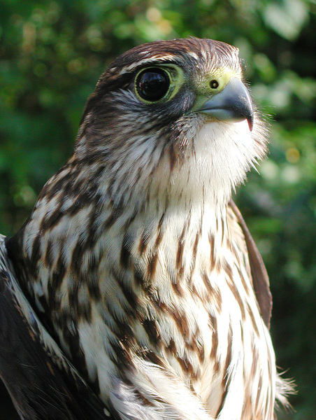 Falco columbarius