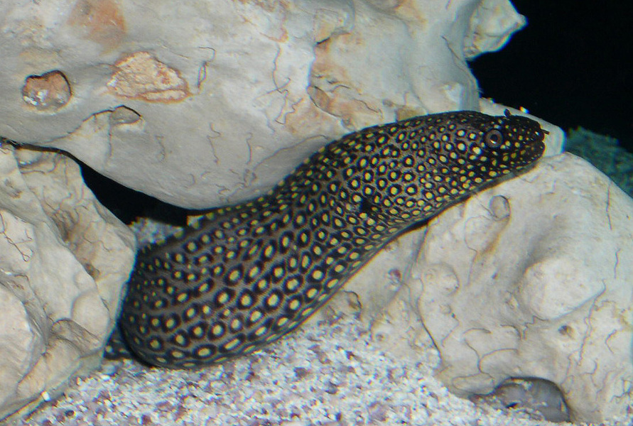 moray_eel