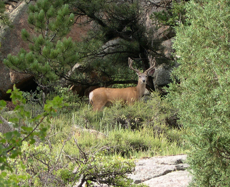 Odocoileus hemionus