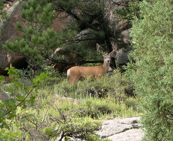 Natural Food For Nevada Deer Natural Food For Nevada Deer