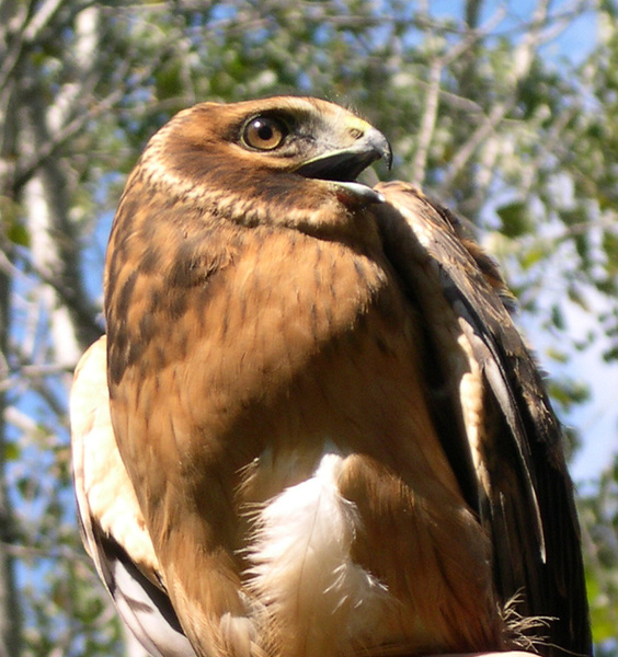 Falconiformes