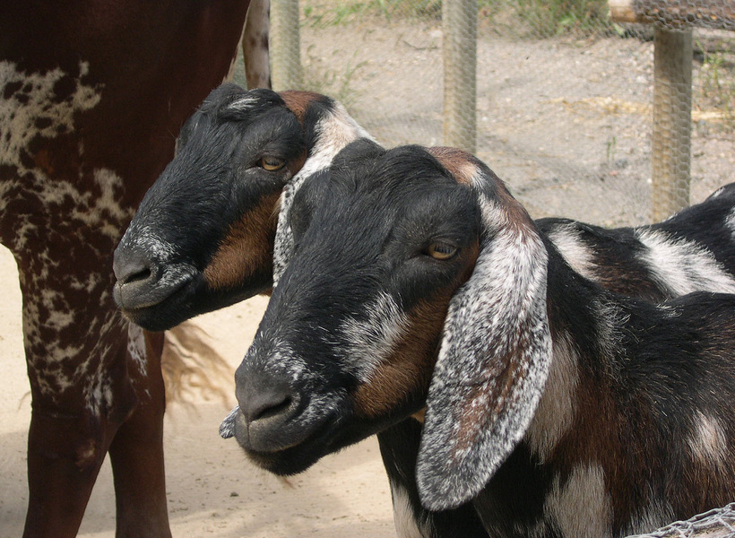 nubian_goats