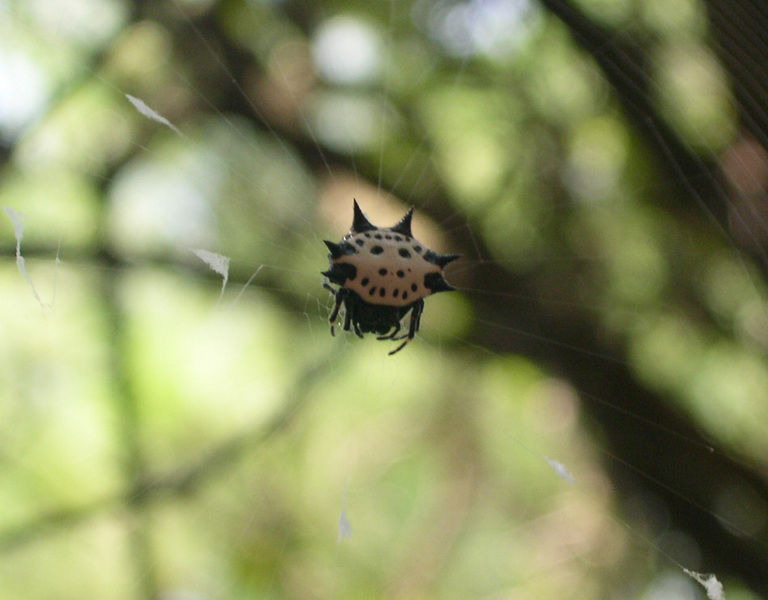 Araneidae