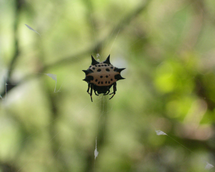 Arachnida