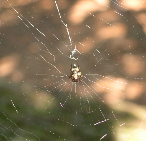 Photo of Micrathena gracilis