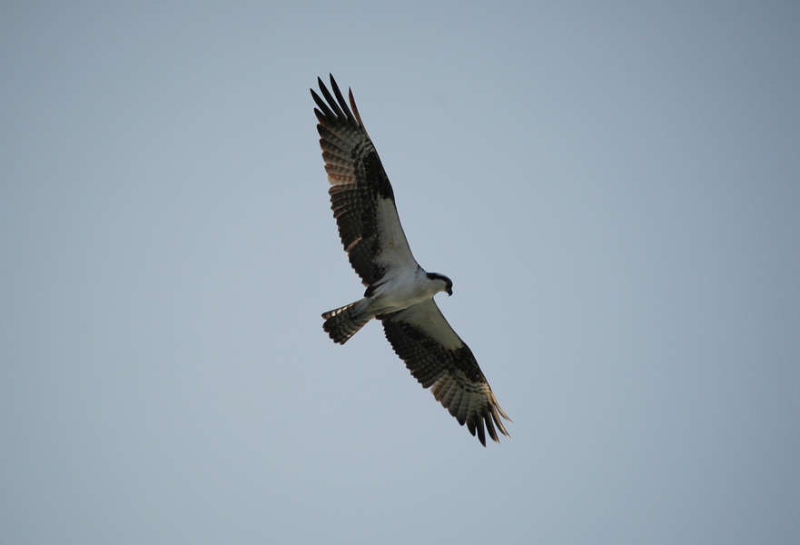 Falconiformes