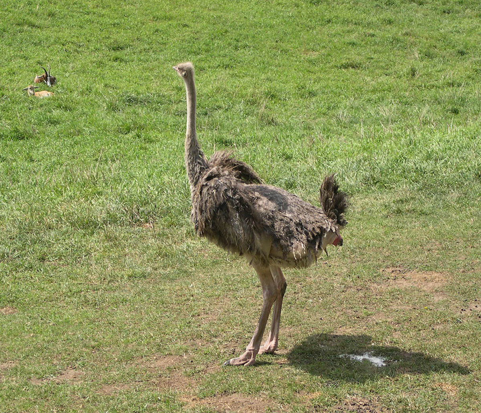 ostrich