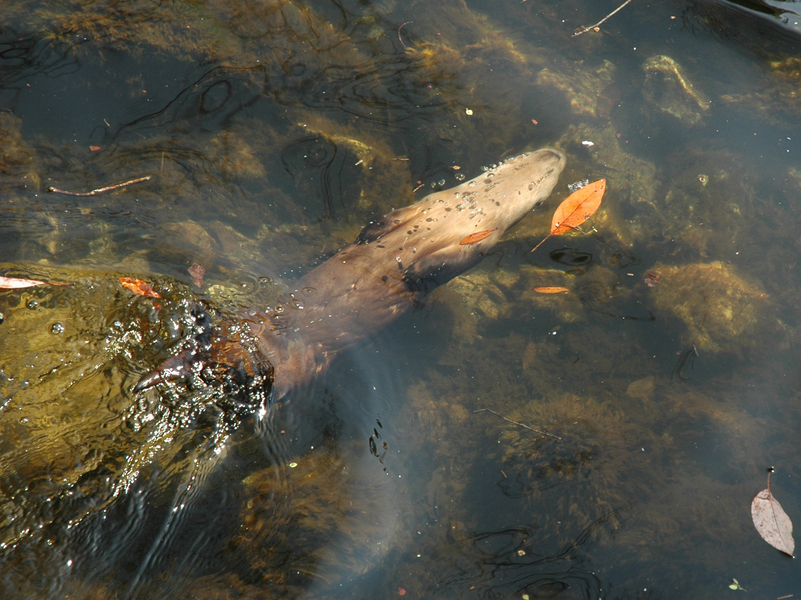 Lontra canadensis