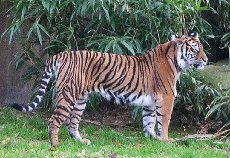 Panthera tigris