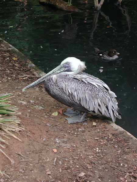 Pelecanus occidentalis