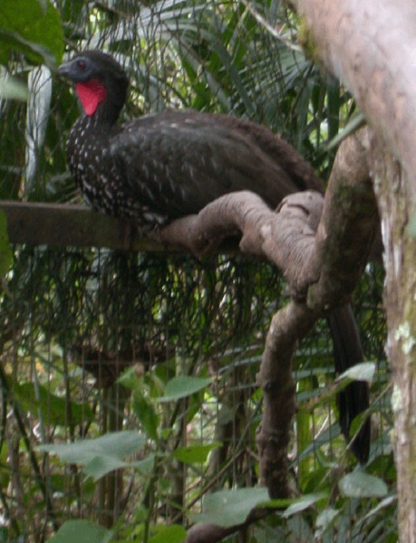 Cracidae