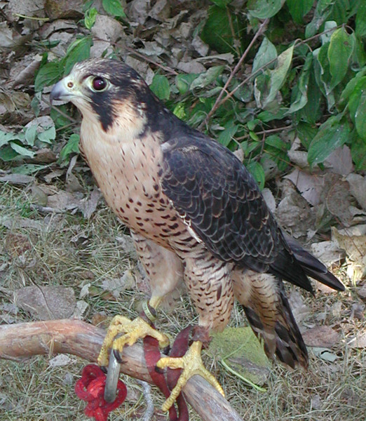 Falconidae