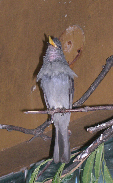 Passeriformes