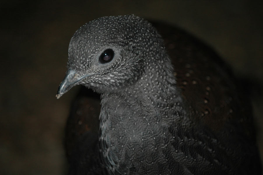 Galliformes