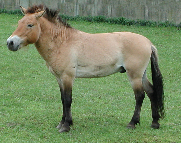 przewalski