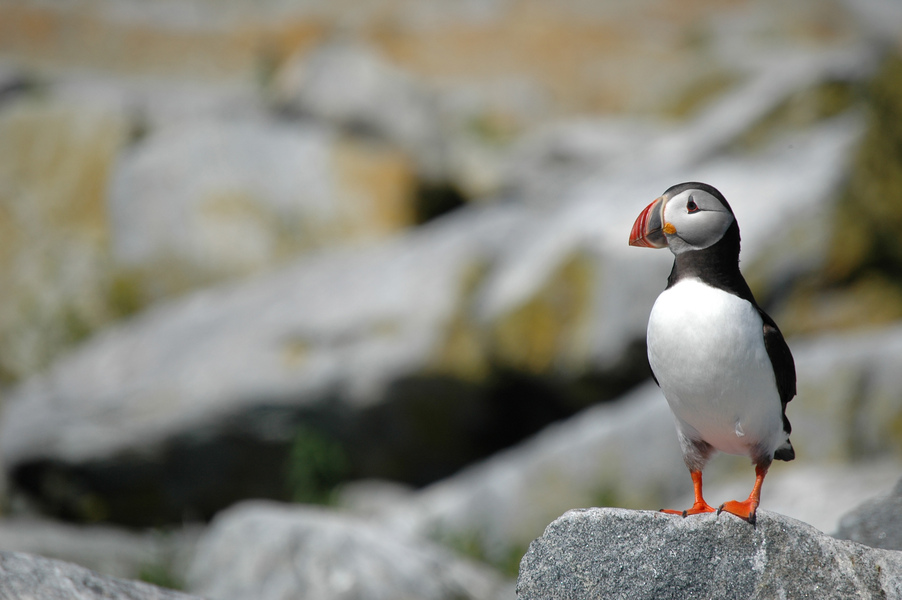 Charadriiformes