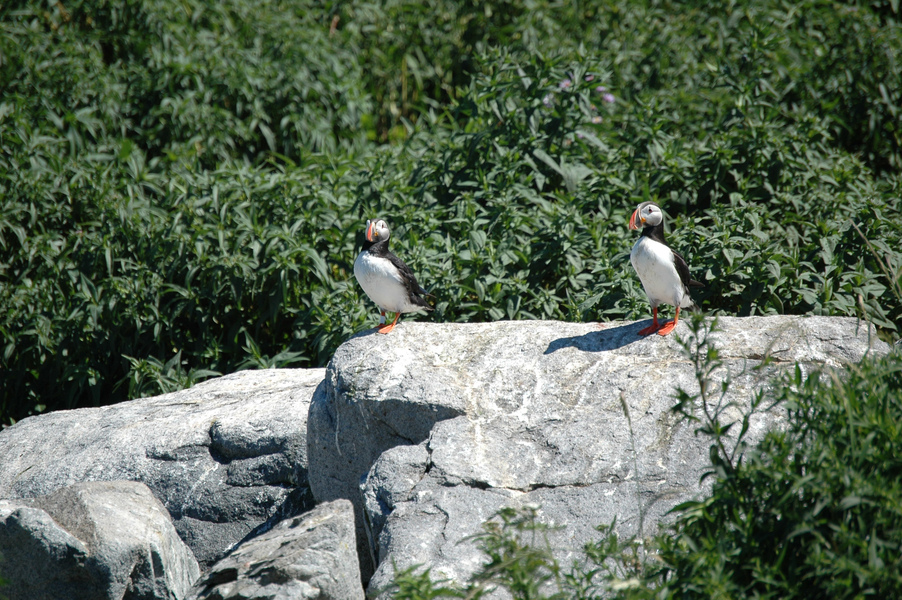 Charadriiformes