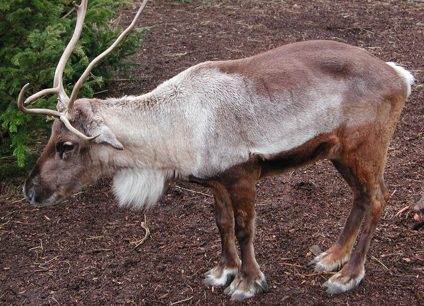 Rangifer tarandus