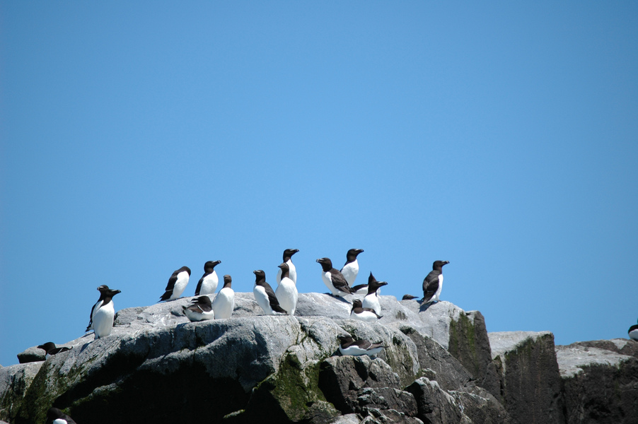 razorbills