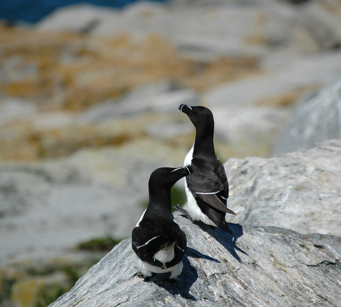 razorbills4