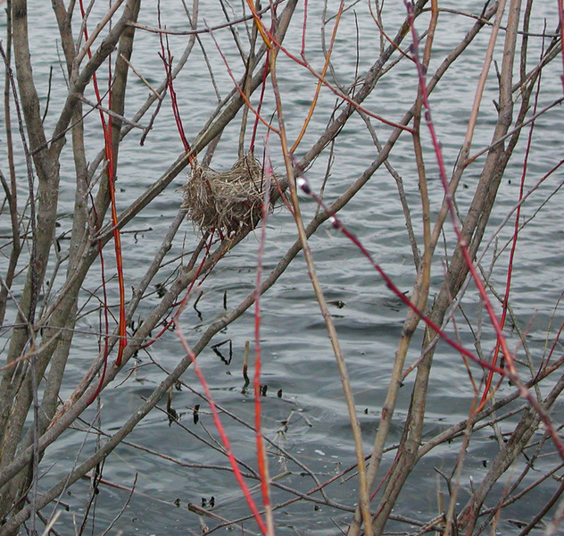 redwingblackbirdnest