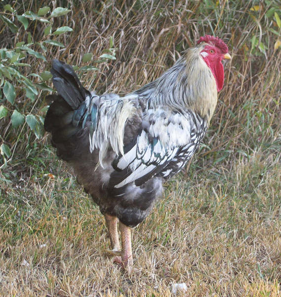 Galliformes