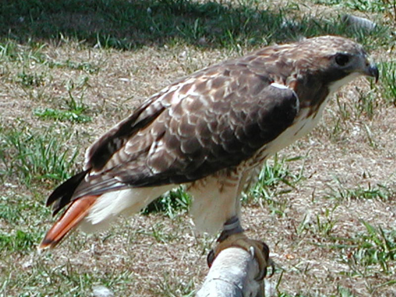 Buteo