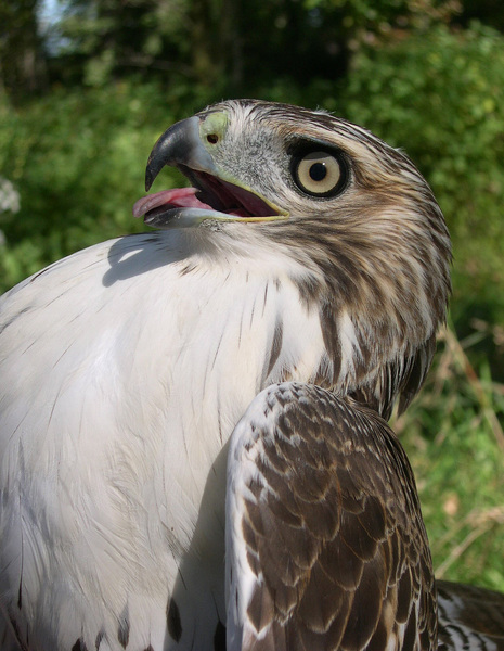 Buteo jamaicensis