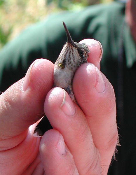 Apodiformes