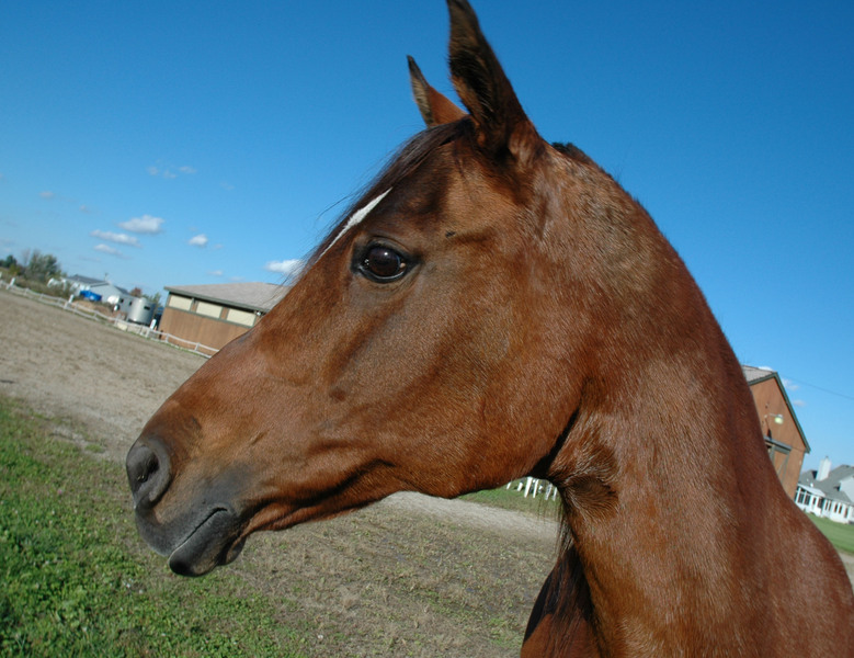 Equus caballus