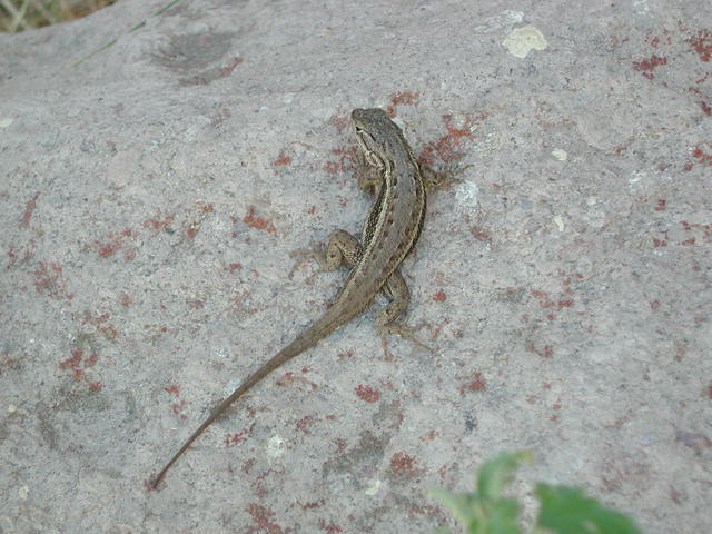 Photo of Sceloporus undulatus