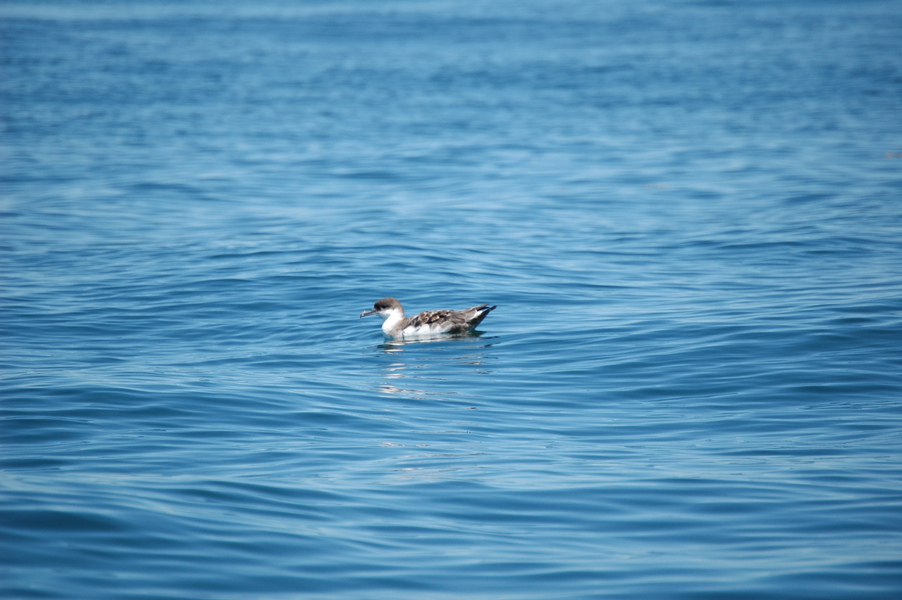 shearwater