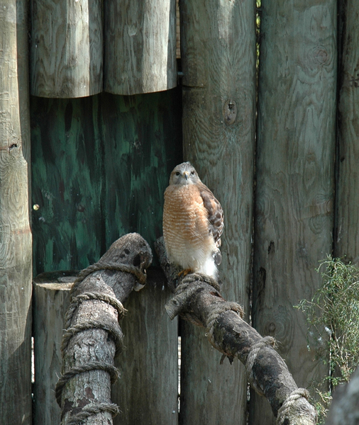 shoulderedhawk