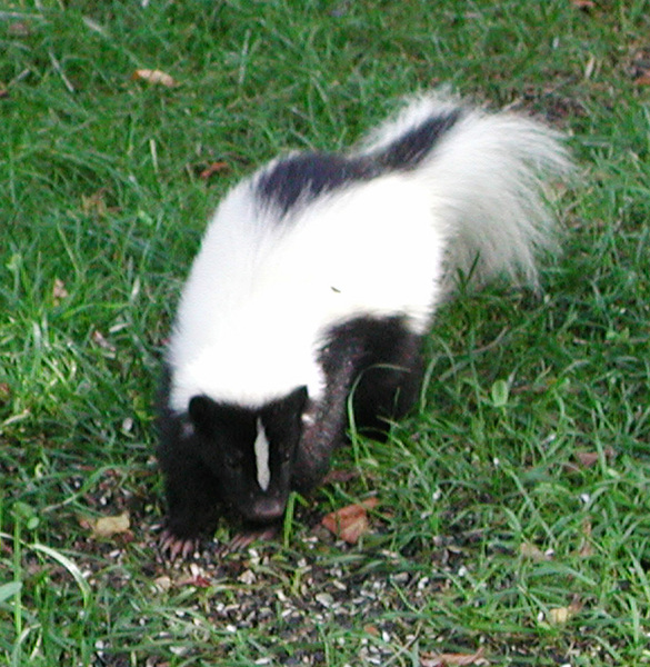 skunk