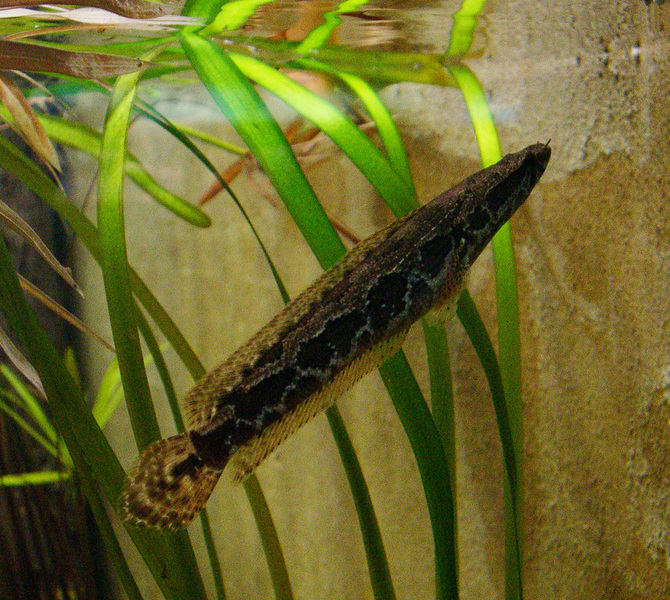 snakehead2