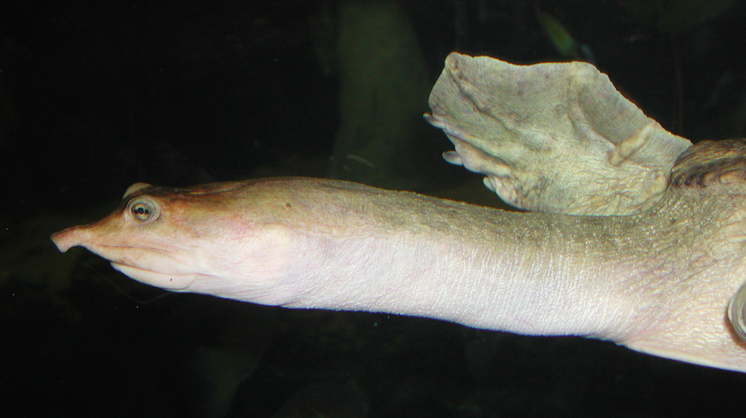 softshellturtle