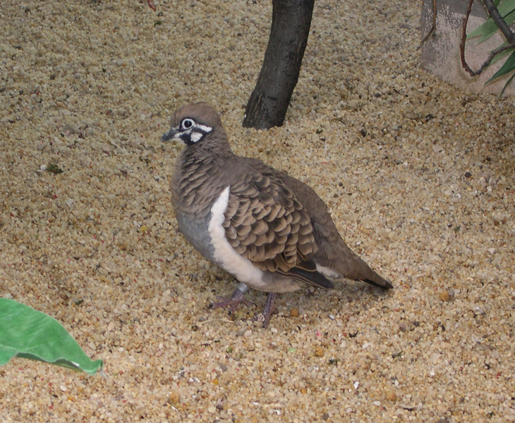 squatterpigeon