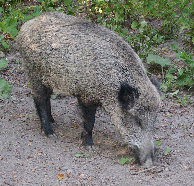 Sus scrofa