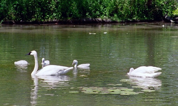 Anseriformes